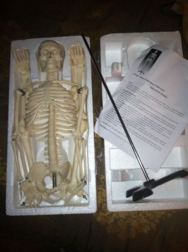 HUMAN SKELETON ANATOMICAL ANATOMY MODEL with STAND