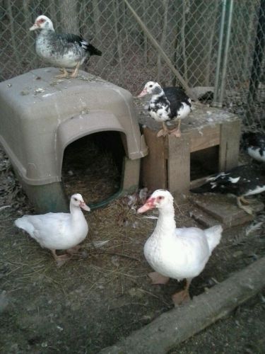 Muscovy Duck Hatching Eggs 6