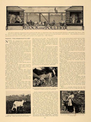 1907 article nanny goat poultry feeders winter eggs - original cl5 for sale