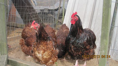 10 + Jubilee English Orpington Hatching Eggs (Look)