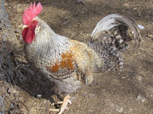 12+ CREAM LEGBAR Pure English Greenfire Farms Line Hatching Eggs