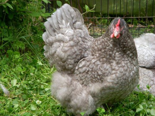 8+ English Blue/Black/Splash BBS Orpington Fertile Hatching Eggs