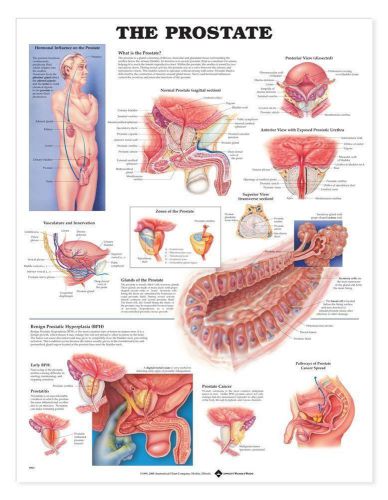 THE PROSTATE, LAMINATED ANATOMICAL CHART 20 X 26