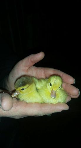 Muscovy Hatching Eggs Multiple Colors!