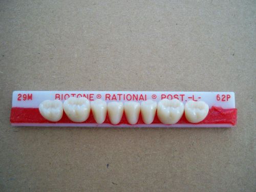 BIOTONE PLASTIC LOWER POSTERIOR 1X8  DENTURE TEETH !!