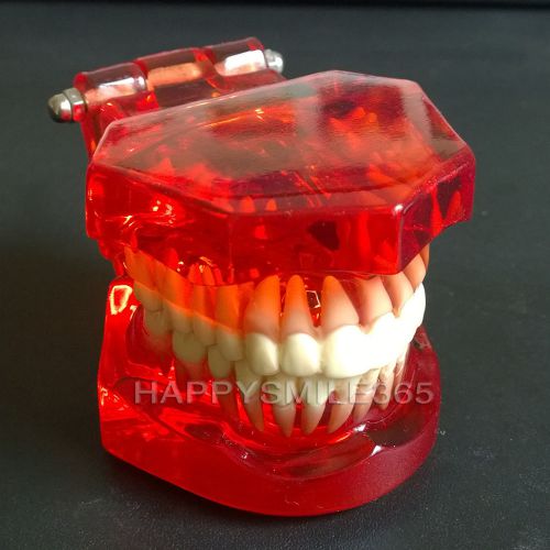 Arrival 1 Piece Dentist Standard Teeth Model 28 Pcs Teeth for Teach Study Dental