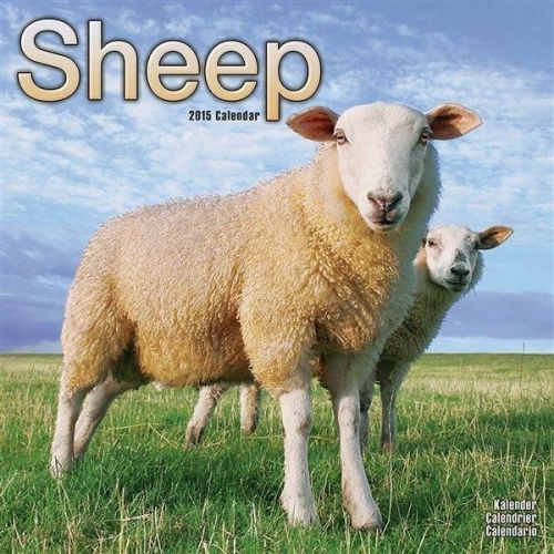 New 2015 sheep wall calendar by avonside- free priority shipping! for sale