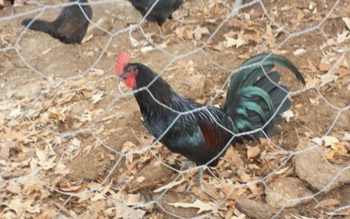 Gamefowl hatching eggs