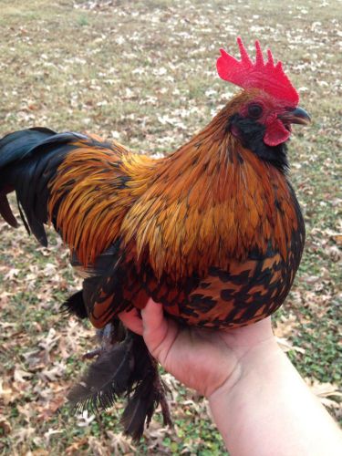 Wheaten old English bantam 6 hatching egg +1s