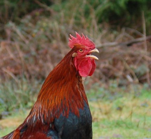 6 Partridge Cochin LF hatching eggs