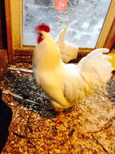 24 pure white leghorn hatching eggs