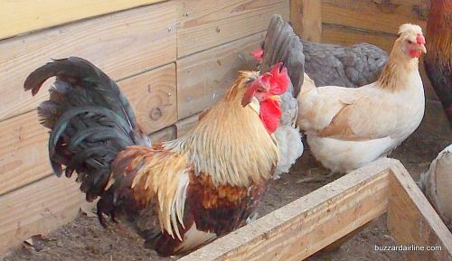 6+ extras Icelandic Chicken Hatching eggs