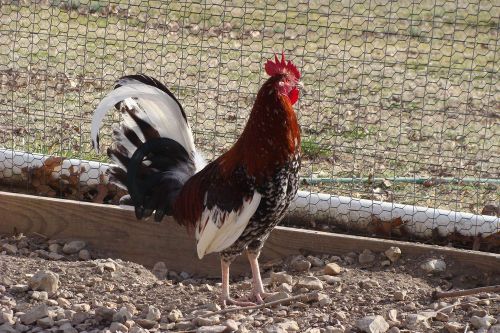 6+ Morgan Whitehackle Gamefowl Hatching Eggs