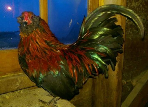 12 Ameraucana Bantam Hatching Eggs (All parents carry lavender gene)