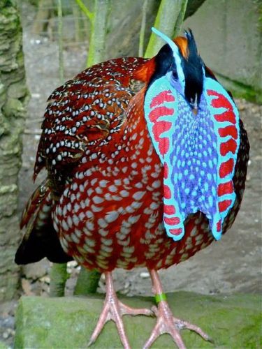 2 Temmnicks Tragopan