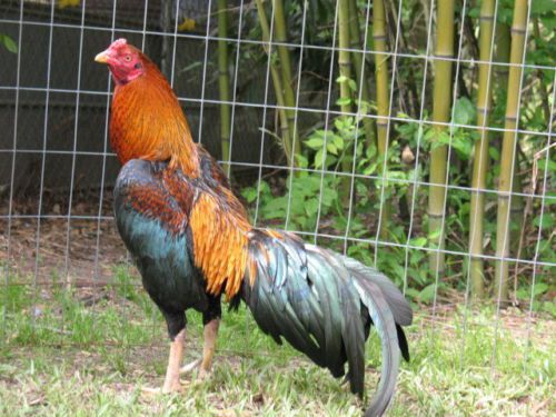 **** 12 BLACK ASIL HATCHING EGGS SONATOL ORIENTAL GAMEFOWL****