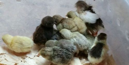 BUTTON QUAIL EGGS  &#034;25 + eggs&#034;  from Quail Life Farm &amp; Hatchery