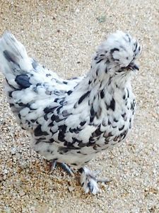 Chiquita Rare Crested Designer Chicken Green Blue Eggs Hatching Eggs