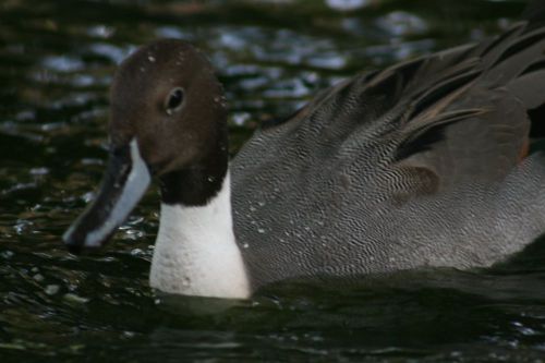 North American Pintail Duck Hatching eggs. Farm raised