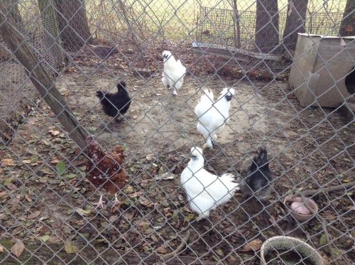 fertile eggs for hatching, Silkie Bantam mixed white, blue, black -10+ 2