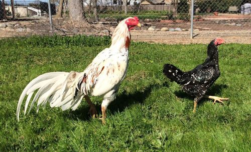 Thai Game Fowl Chicken Hatching Eggs 6