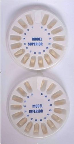 Ivorine Replacement Teeth for Typodental Typodont  AG-3