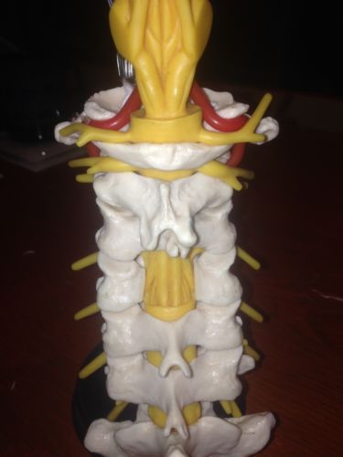 Cervical spine medical grade model for sale