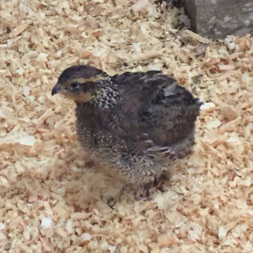 bobwhite quail eggs