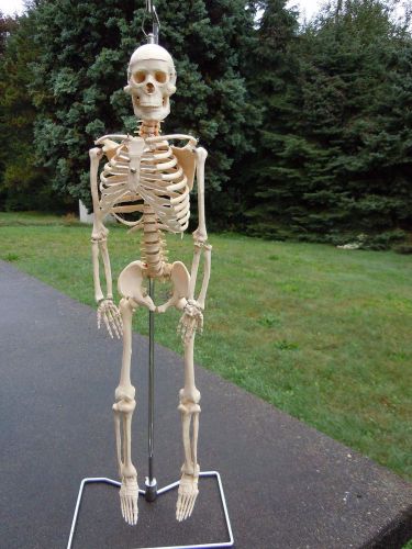 Human Skeleton Model- Medical Educational Display  1/2 Size (85cm). with Stand.