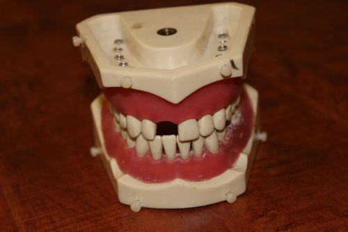 Columbia 860 series typodont dentoform dental model school study