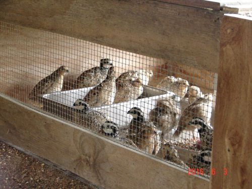 30+mexican speckled bobwhite quail eggs..... licensed by state of texas for sale