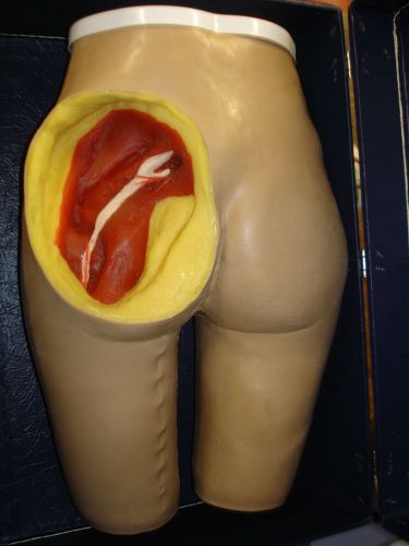 USED LIFEFORM REPLICA FEMALE MANIKIN DEPICTING BUTTOCKS TISSUE MUSCLE