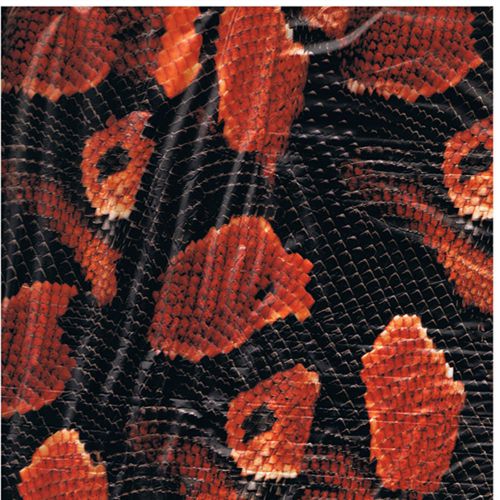 Hydrographics  Red Animal Skin Pattern 10 Meter Water Transfer Printing Film