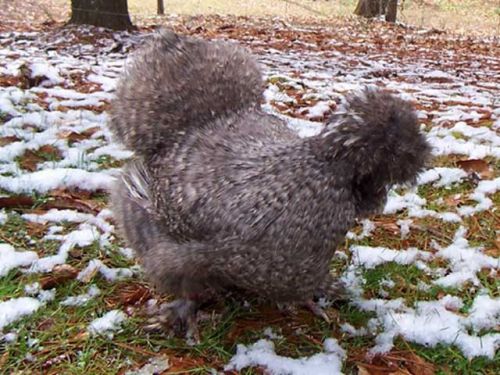 Assorted Cuckoo Silkie &amp; Partridge Cuckoo Silkie Hatching Eggs - 12 + 6 extras!