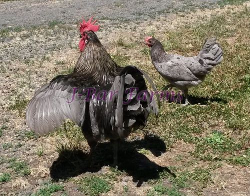 8+ ISBAR  HATCHING EGGS Plus Bonus Marans---VERY RARE BREED