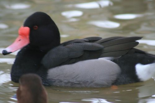 Roseybill Duck Hatching eggs