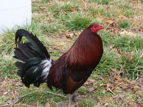 10++ Penny Hatch Gamefowl Hatching Eggs