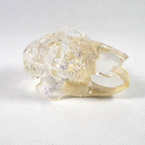 HS Leporidae rabbit Skull clear Anatomy jaw vet Veterinary Model tooth display