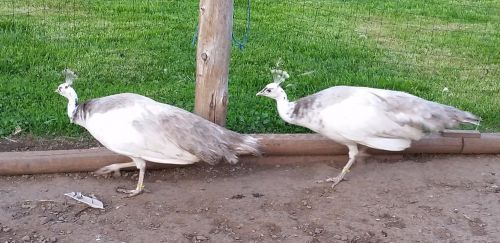 4+ Cameo Pied Peafowl/Peacock Eggs!! Fresh Fertile Eggs NPIP AI Clear!