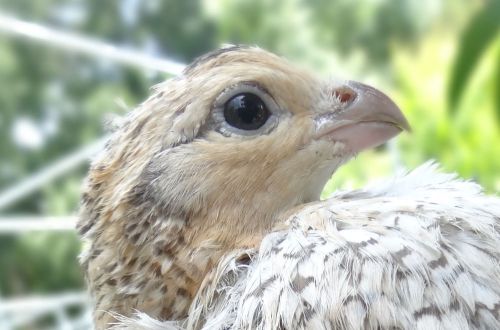 15+ Rare FAWN Mexican Speckled BOBWHITE QUAIL HATCHING EGGS