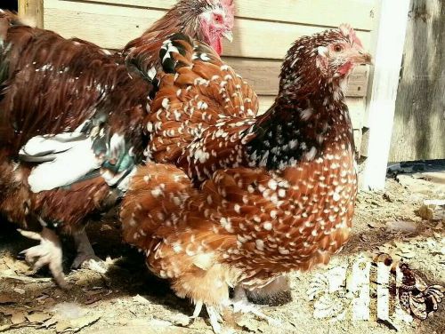 12+  LF Jubilee Orpington hatching eggs NPIP