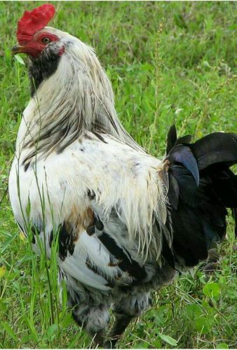 ARAUCANA CHICKEN FERTILE  HATCHING EGGS,   10 BLUE EGGS