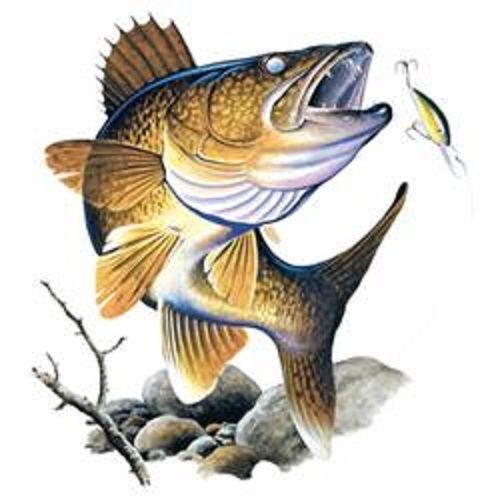 Walleye Trout HEAT PRESS TRANSFER for T Shirt Tote Sweatshirt Quilt Fabric 249js