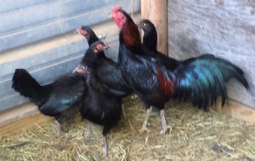 Gamefowl Eggs Black Japs 8 Eggs