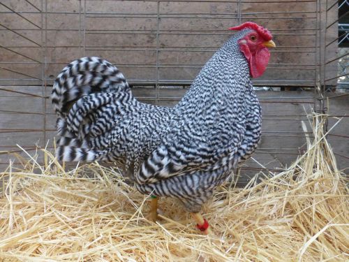 RARE Dominique Bantam hatching eggs 12+