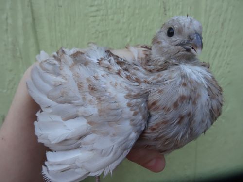 45+ Assorted BOBWHITE QUAIL HATCHING EGG Snowflake,White,RARE+++