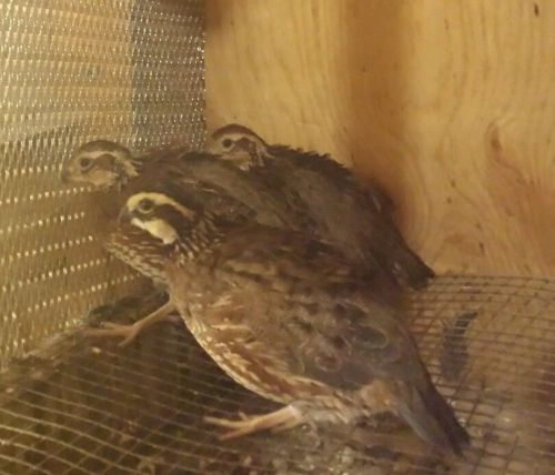 16+ Jumbo Bobwhite Quail Hatching Eggs