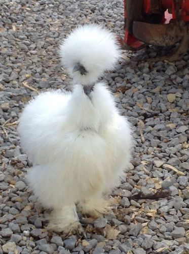 12+++ Mixed Bantam Hatching Eggs SERAMA SILKIE FRIZZLE MILLE FLEUR SHOWGIRL