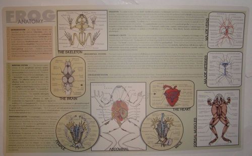 Ward&#039;s frog anatomy dissection placemats wet lab homeschooling science lot of 3 for sale