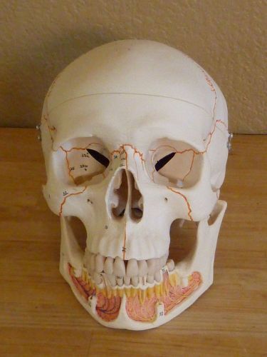 3B Scientific A22 Skull  Dental Model Mint Condition w/ Booklet Highly Detailed